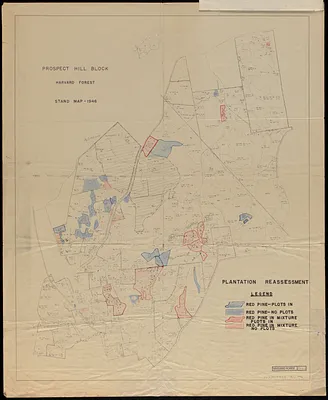 Prospect Hill Block- Plantation Reassessment