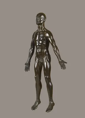 Anatomical Figure of a Man