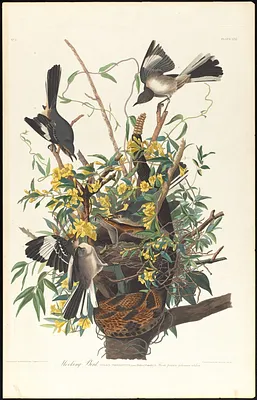 Mocking bird