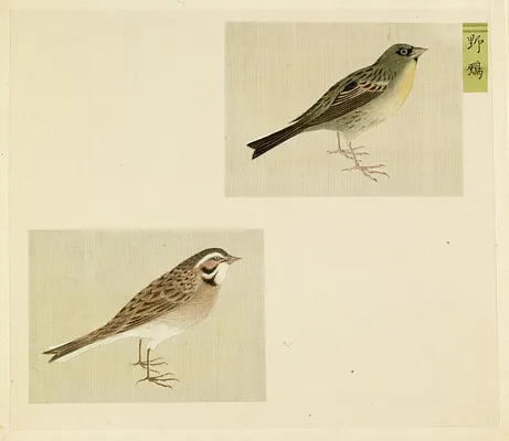 Leaf from Album Depicting Small Birds