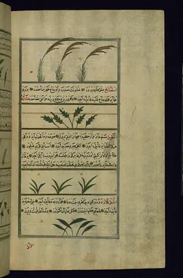 Rice, Spinach, Wild Onion, and Camel’s Thorn (?)
