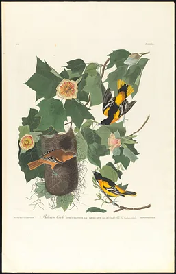 Baltimore oriole