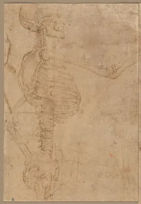 Half-Length Skeleton in Profile
