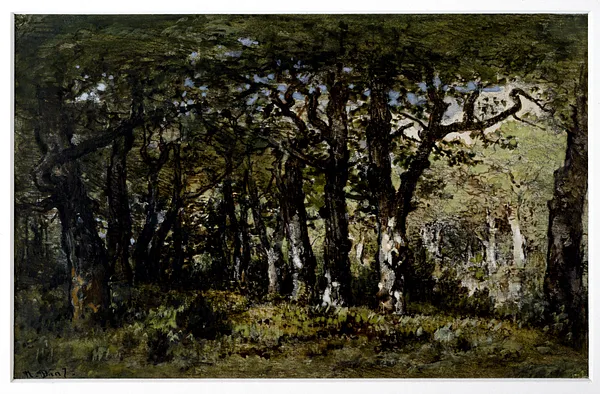 Edge of the Forest