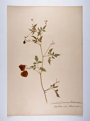Cardiospermum halicacabum