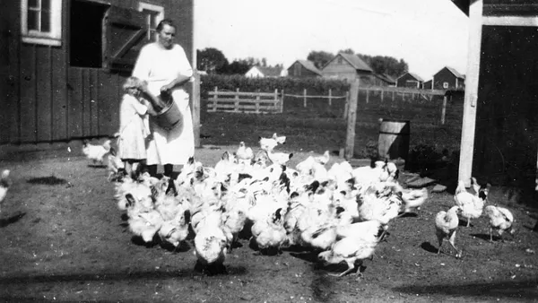 Feeding Chickens, Cedar Falls, 1922