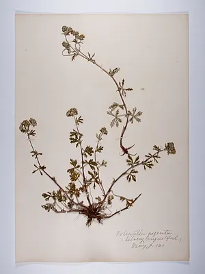 Potentilla argentea