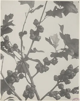 281. Quercus ilicifolia, bear or black scrub oak