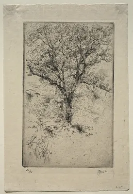 The Great Oak Tree, Monte Oliveto
