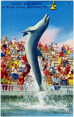 Flippy rings the bell at Marine Studios, Marineland, Florida