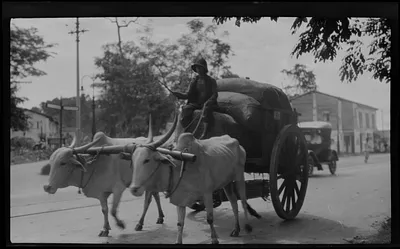 Ox cart, Singapore