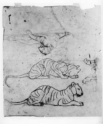 Tracings of Tigers