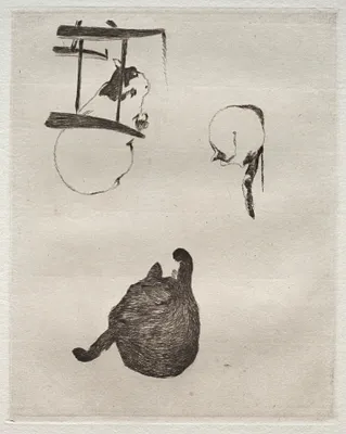 The Cats