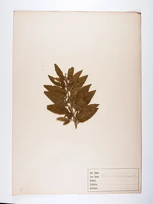 Horsemint probably