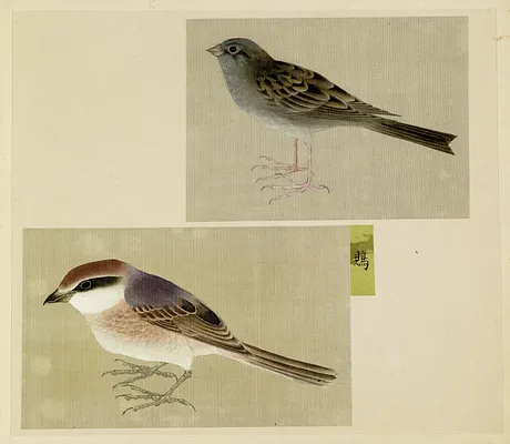Leaf from Album Depicting Small Birds