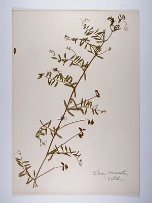 Vicia hirsuta
