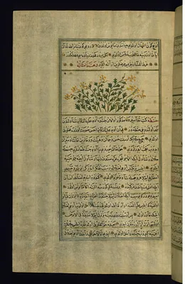 A Colocynth Plant