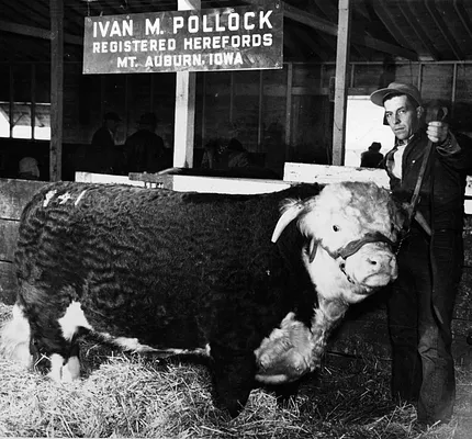 Ivan M. Pollock and Hereford Bull, 1949