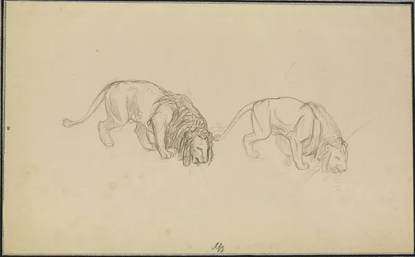Study of Lions