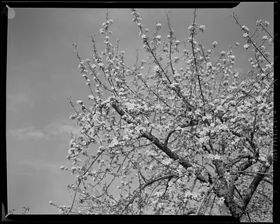 Tree in bloom