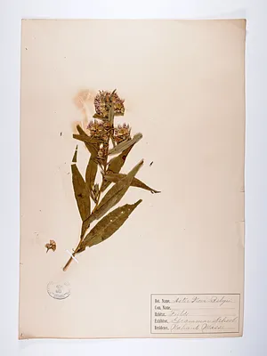 Aster novi-belgii