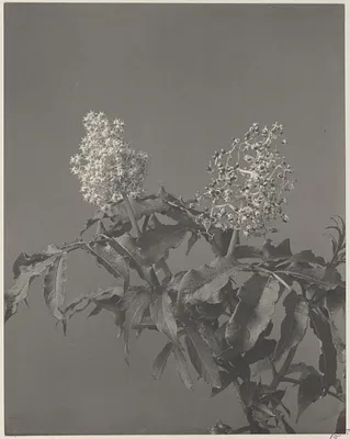 27. Sambucus racemosa, red-berried elder