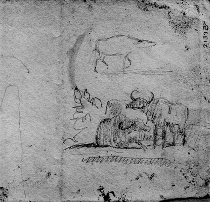 Various Sketches of Animals