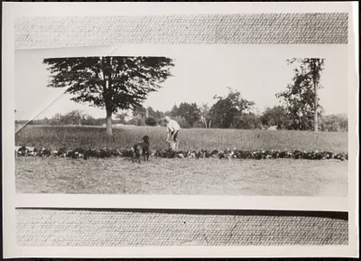 Man feeding chickens on farm