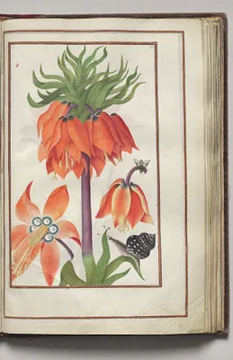 Orange Fritillaria Imperialis (Crown Imperial), Snail, and Bug, folio 20 (recto), from Florilegium (A Book of Flower Studies)