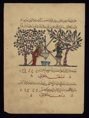 Single Leaf from the Arabic Version of Dioscorides' De materia medica