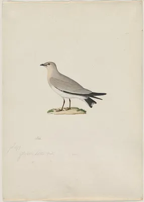 Small Pratincole (Glareola lactea)