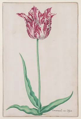 Study of a Tulip (Gemarmerde van Jasper)