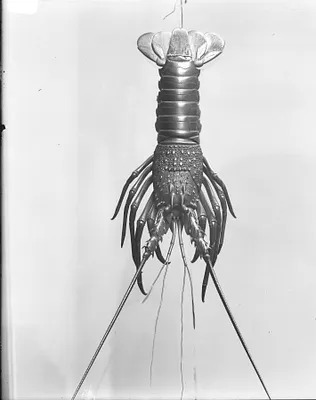 Spiny lobster  two big feelers screw on, two small have socket