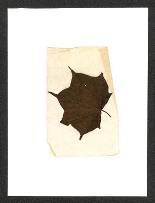 p. 16