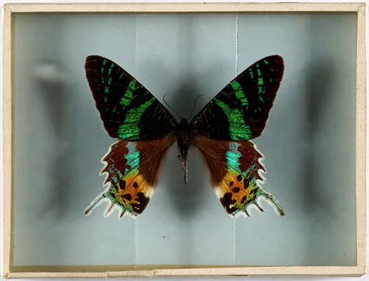 Urania ripheus