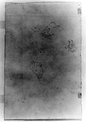 Sketches of a Horse's Head
