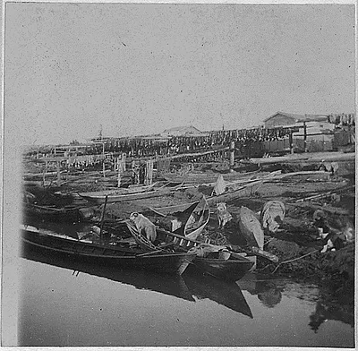 Canoes and dogs on a river bank.