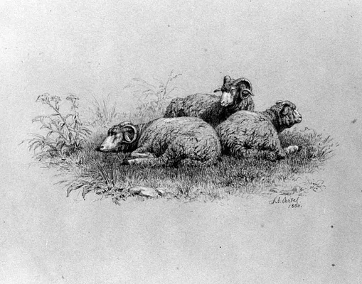 Merino Sheep
