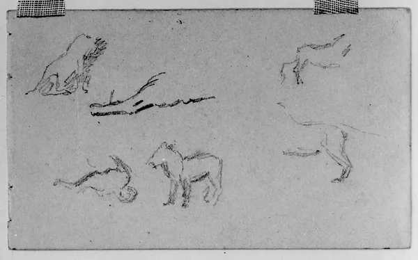 Sketches of Lions