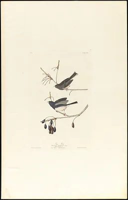 Snow bird