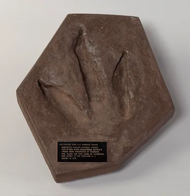 Impression of a Dinosaur Trace Fossil Footprint