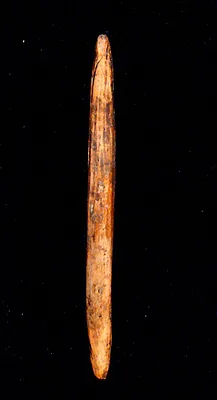 Bone