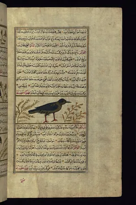 A Crow