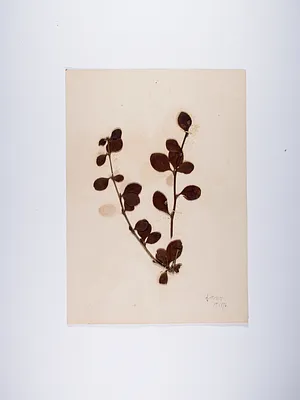 2 autumn leafy twigs