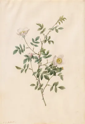 Brier Bush Rose or Dog Rose (Rosa Sepium Rosea)