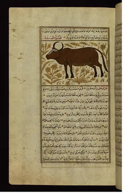 A Cow or a Bull
