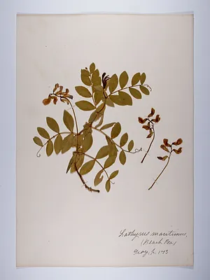 Lathyrus maritimus