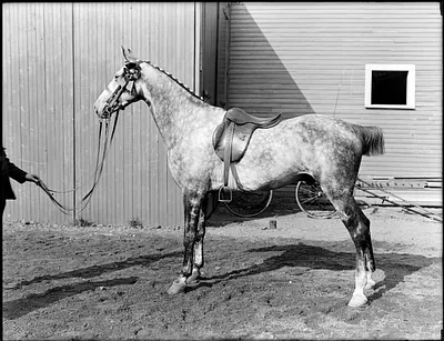 Horse owned by Saltonstall, Brookline Riding Stable