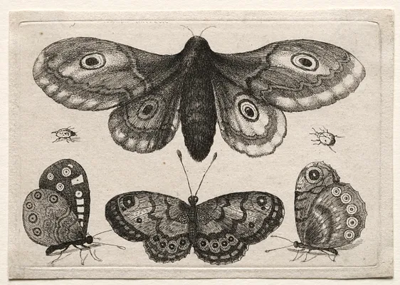 Muscarum Scarabeorum, vermiumque Variae Figure & Formae: A Moth, Three Butterflies and Two Beetles