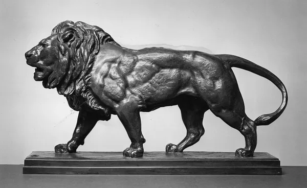 Lion Walking